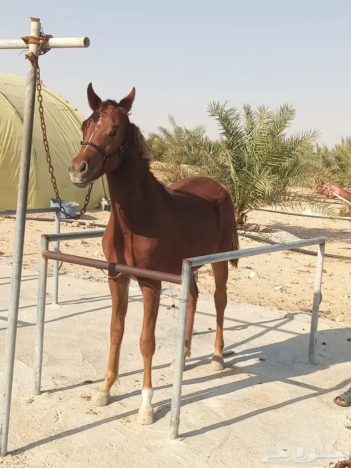 مهره شعبية 0