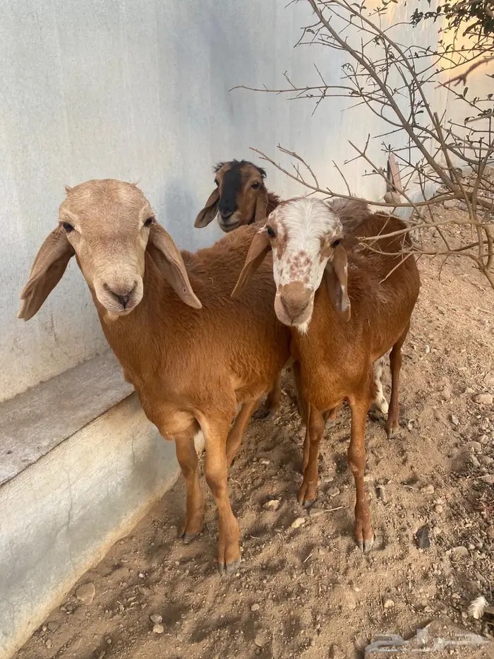 طليان سواكن 0