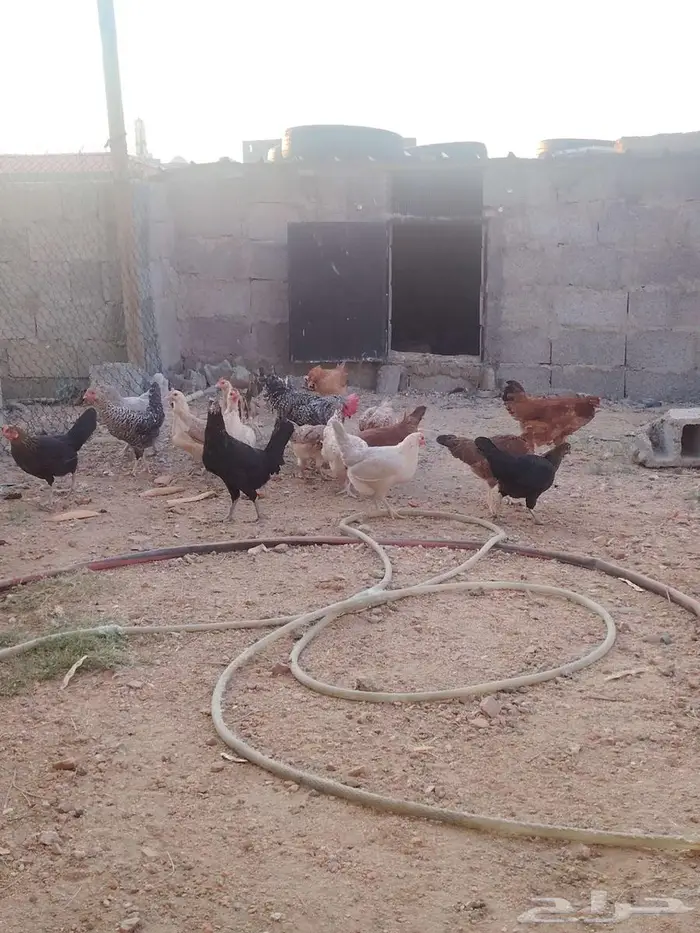 دجاج مشكل تركي باكستاني فرنسي 0