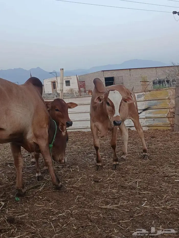 عجول حسلان حسيل 11