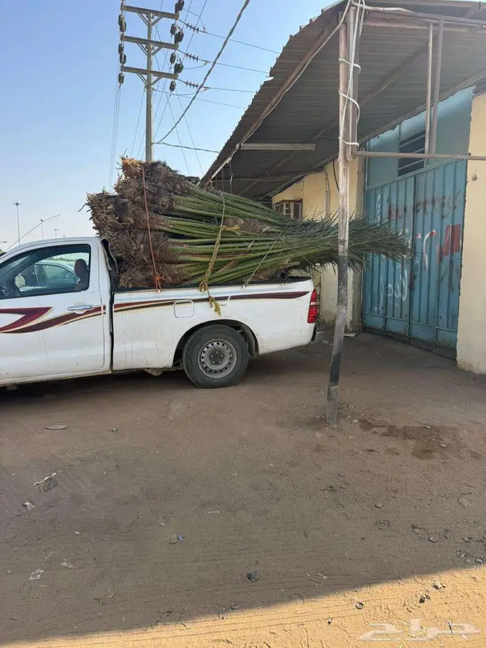 النخل للبيع 0