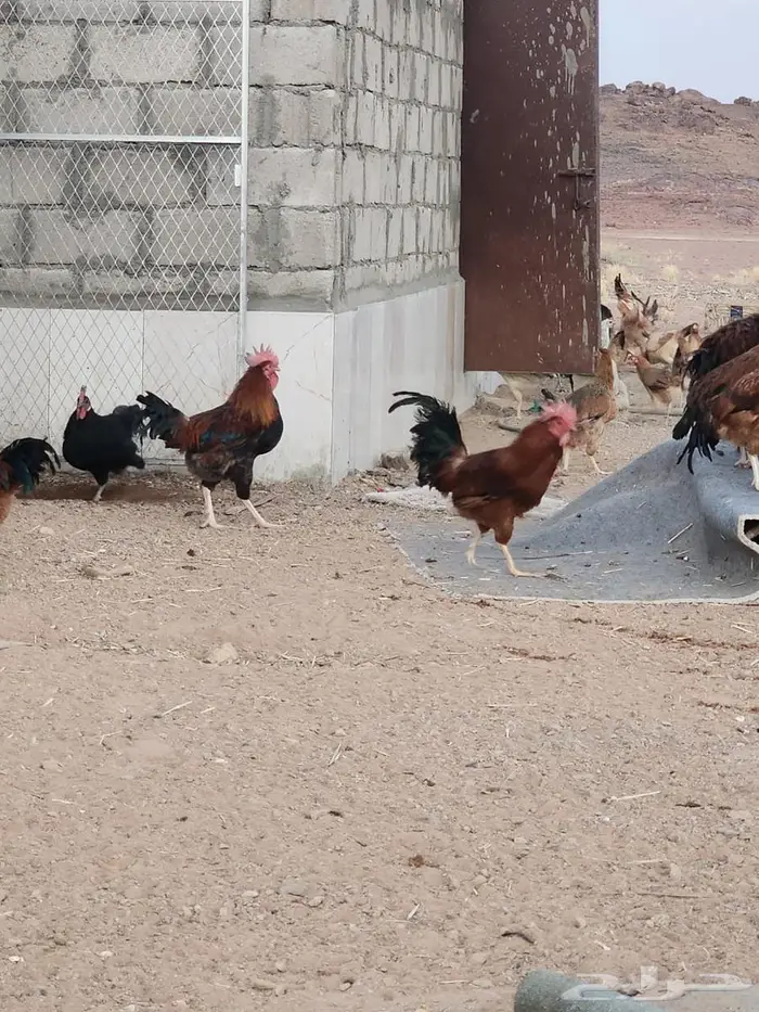 ديكه فرنسي 1