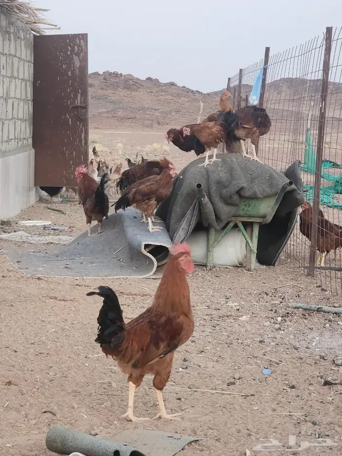 ديكه فرنسي 4