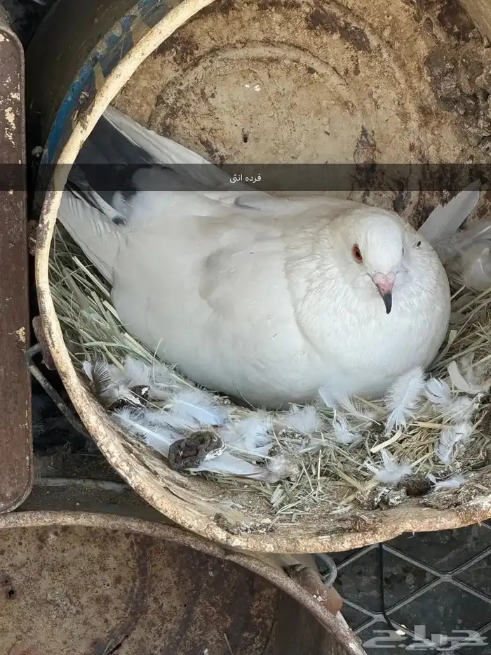 أربع اجواز و فردتين 9