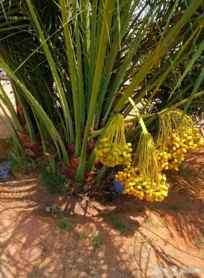 فسايل نخيل مجانا 1