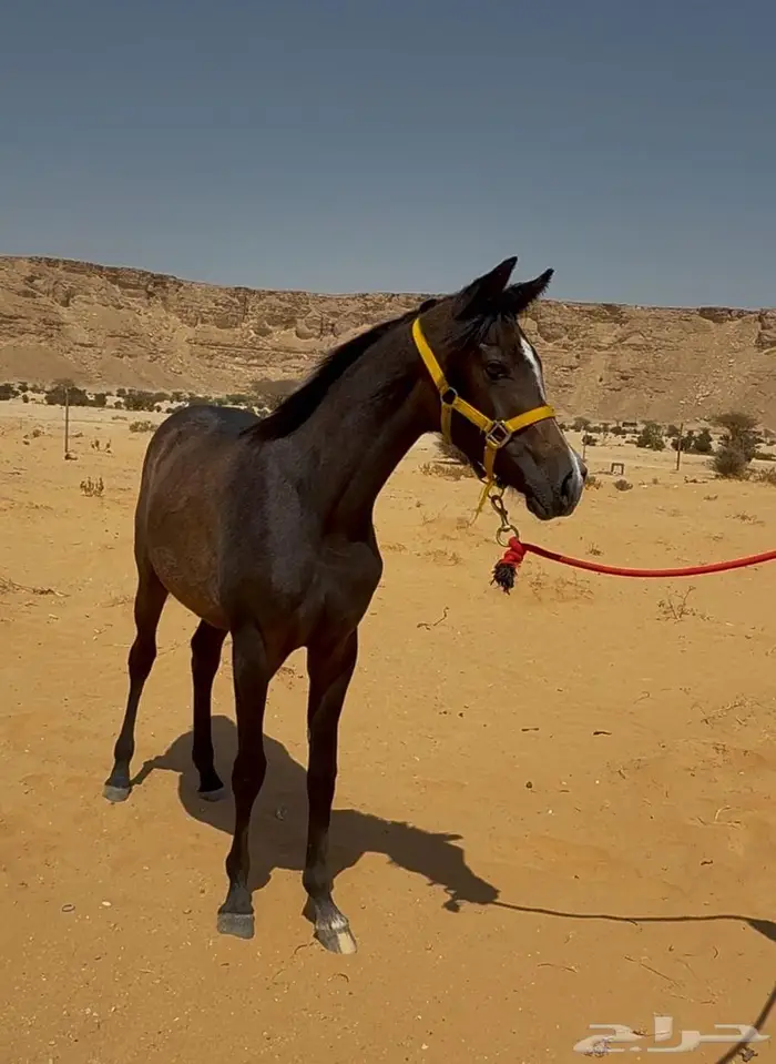 مهره شعبيه شيخه 8