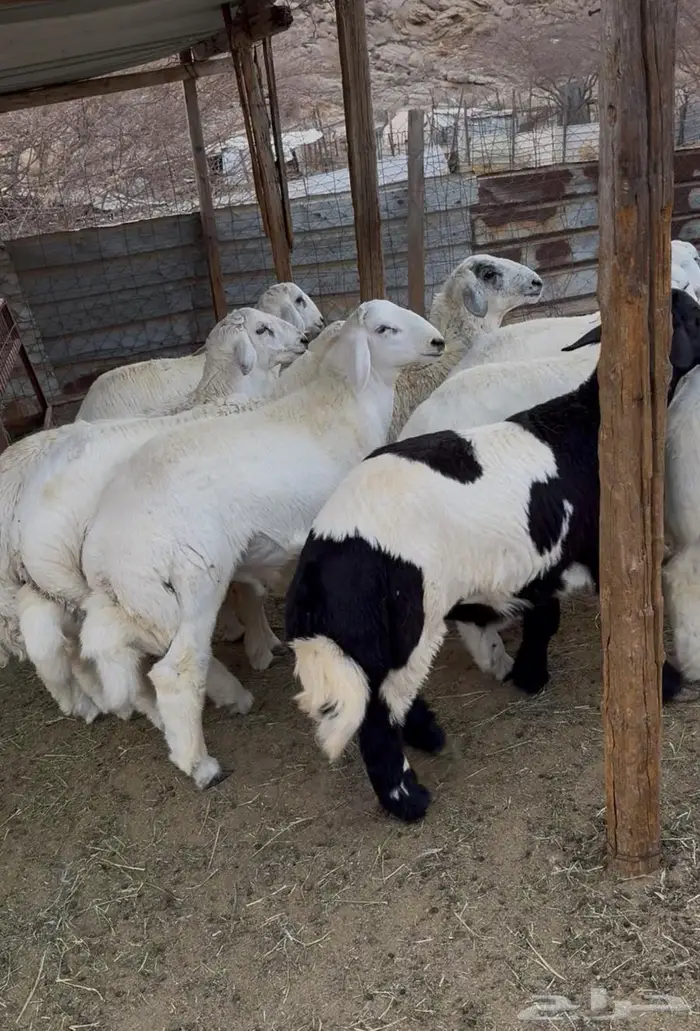 ذبايح طليان حري سواكن مع الذبح والتوصيل 14