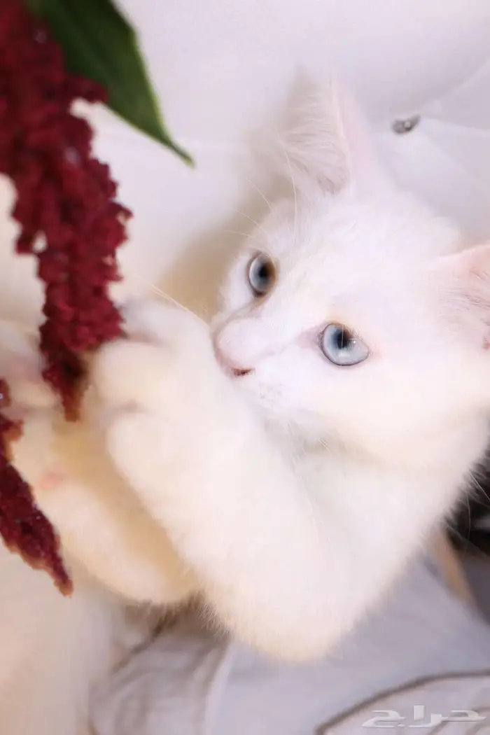 كيتن قطط للبيع - kitten 4 sell 5