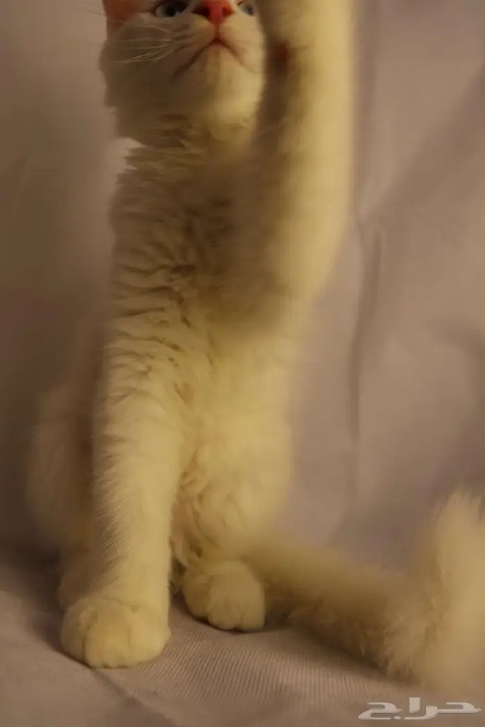 كيتن قطط للبيع - kitten 4 sell 4