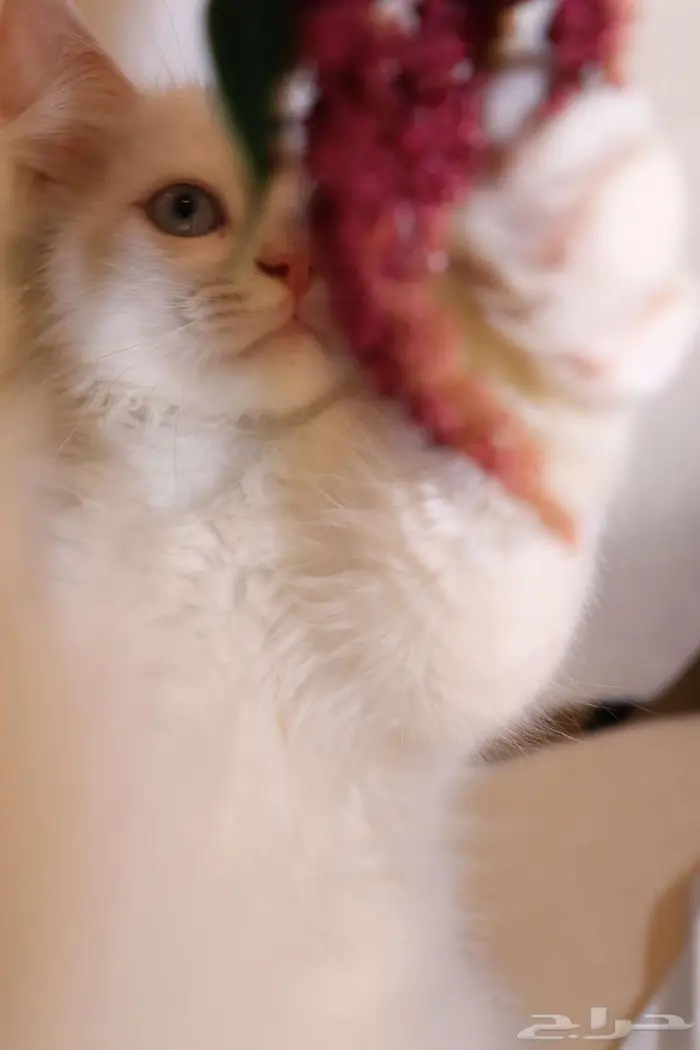 كيتن قطط للبيع - kitten 4 sell 8