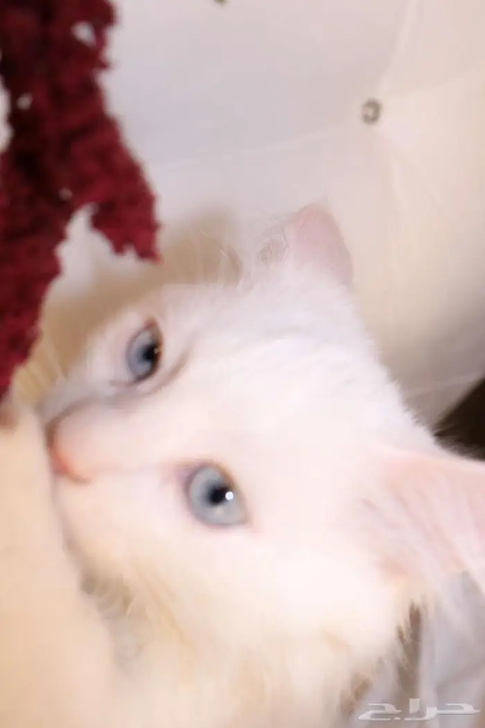 كيتن قطط للبيع - kitten 4 sell 7