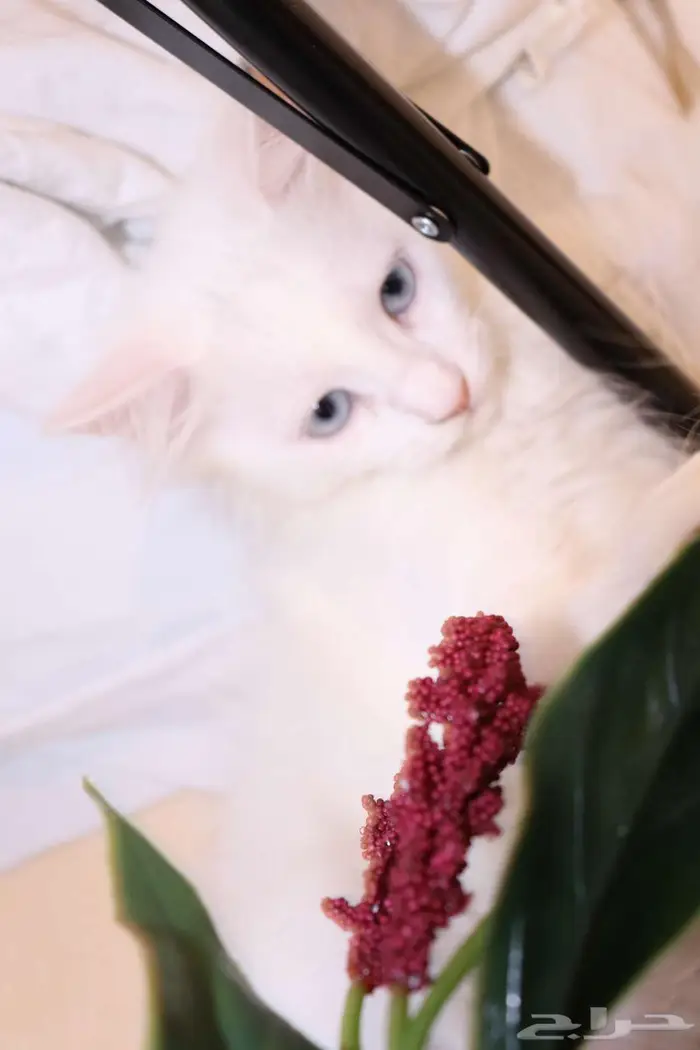 كيتن قطط للبيع - kitten 4 sell 10