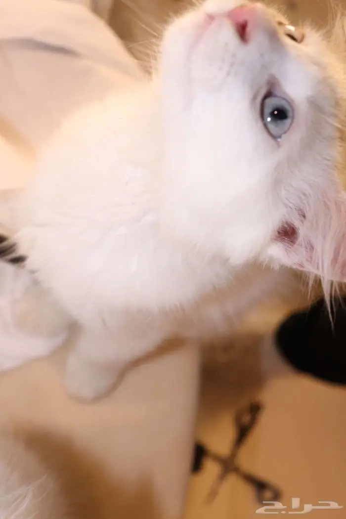كيتن قطط للبيع - kitten 4 sell 9