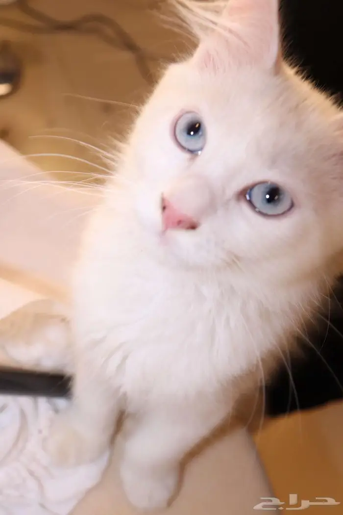 كيتن قطط للبيع - kitten 4 sell 11