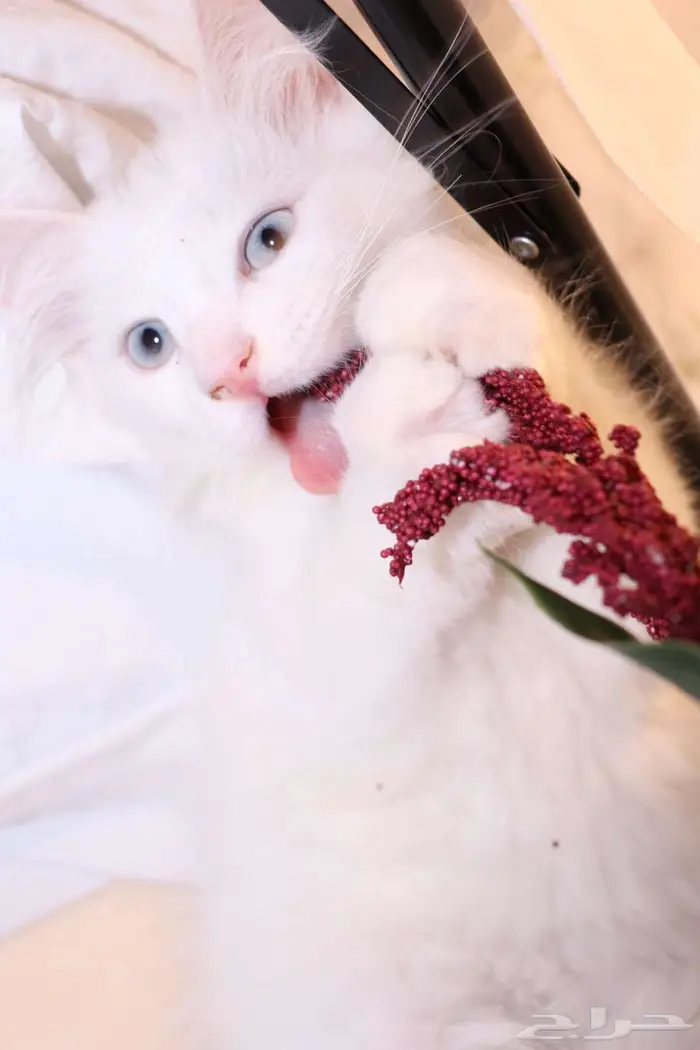 كيتن قطط للبيع - kitten 4 sell 0