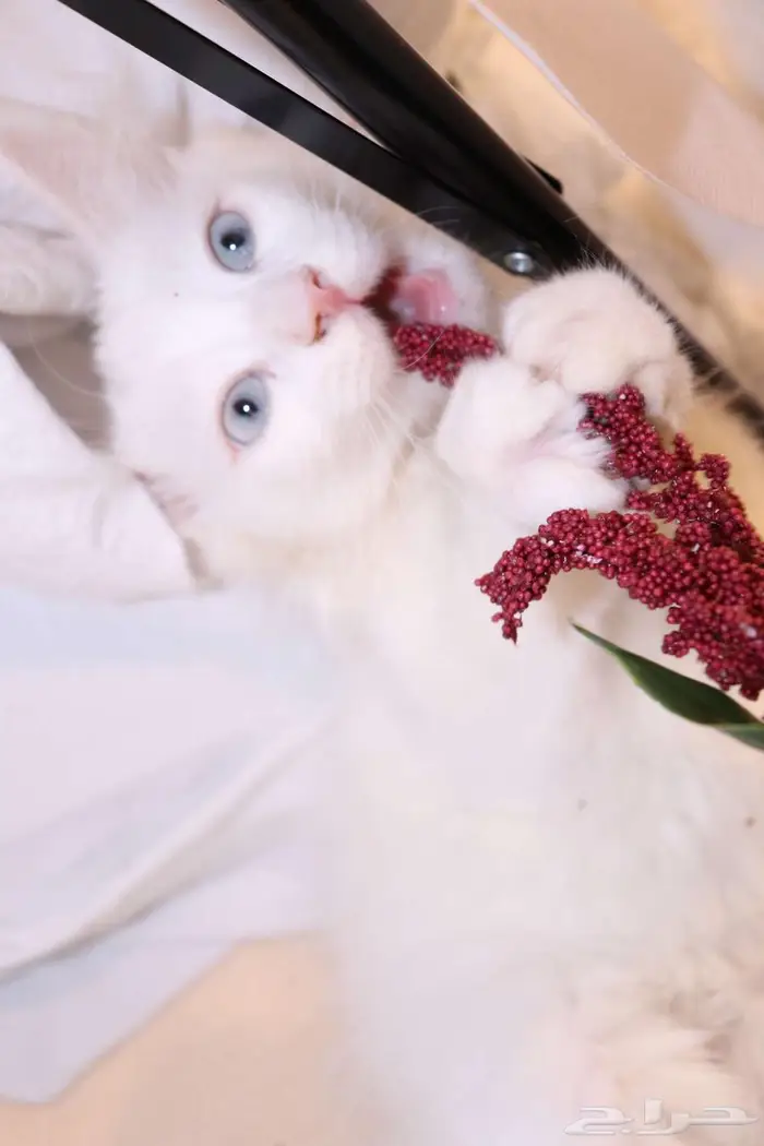 كيتن قطط للبيع - kitten 4 sell 13