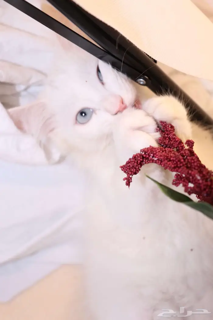 كيتن قطط للبيع - kitten 4 sell 12