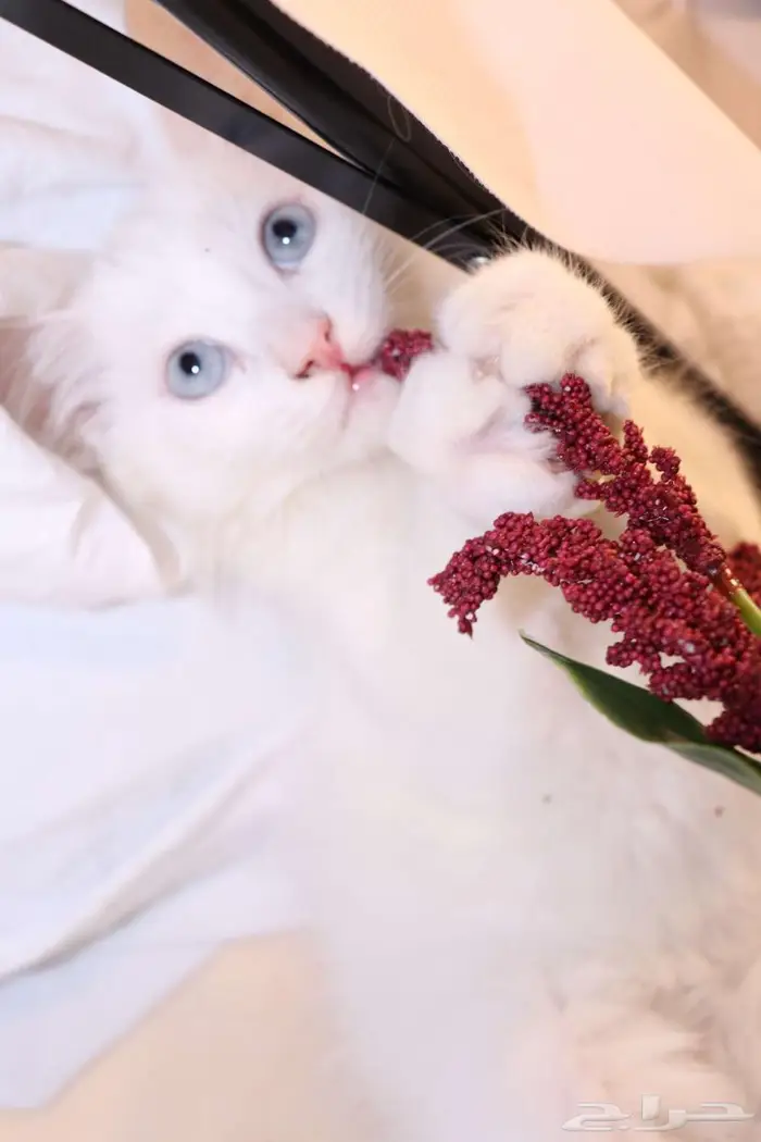 كيتن قطط للبيع - kitten 4 sell 14