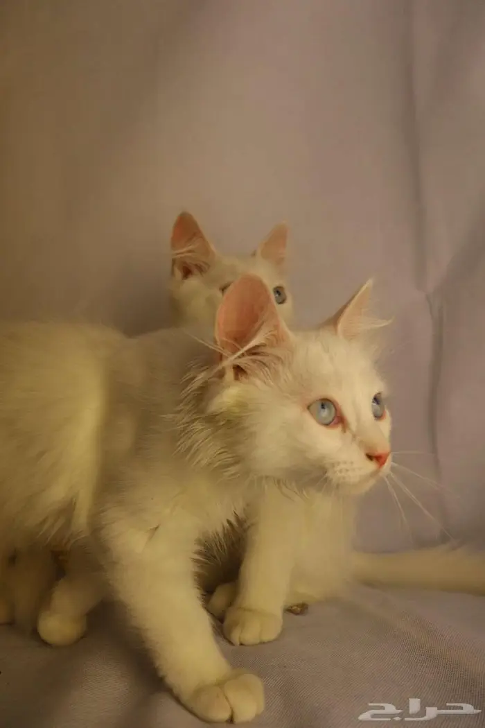كيتن قطط للبيع - kitten 4 sell 15