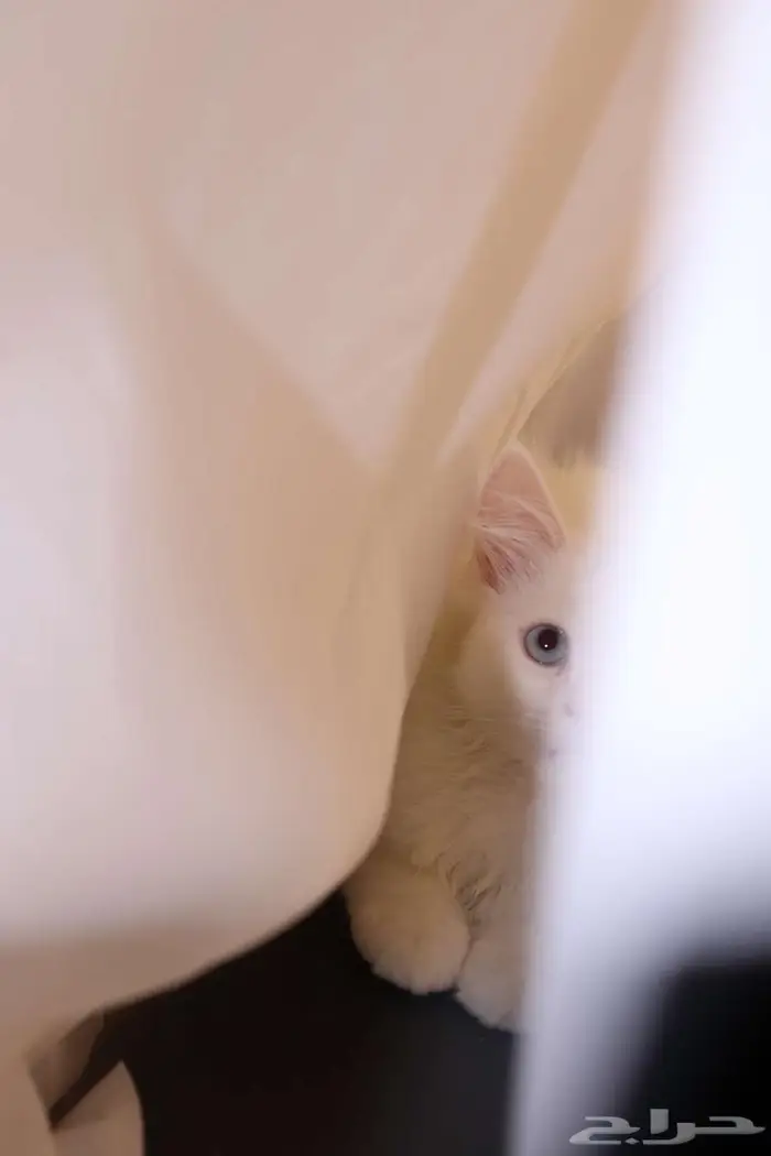 كيتن قطط للبيع - kitten 4 sell 20