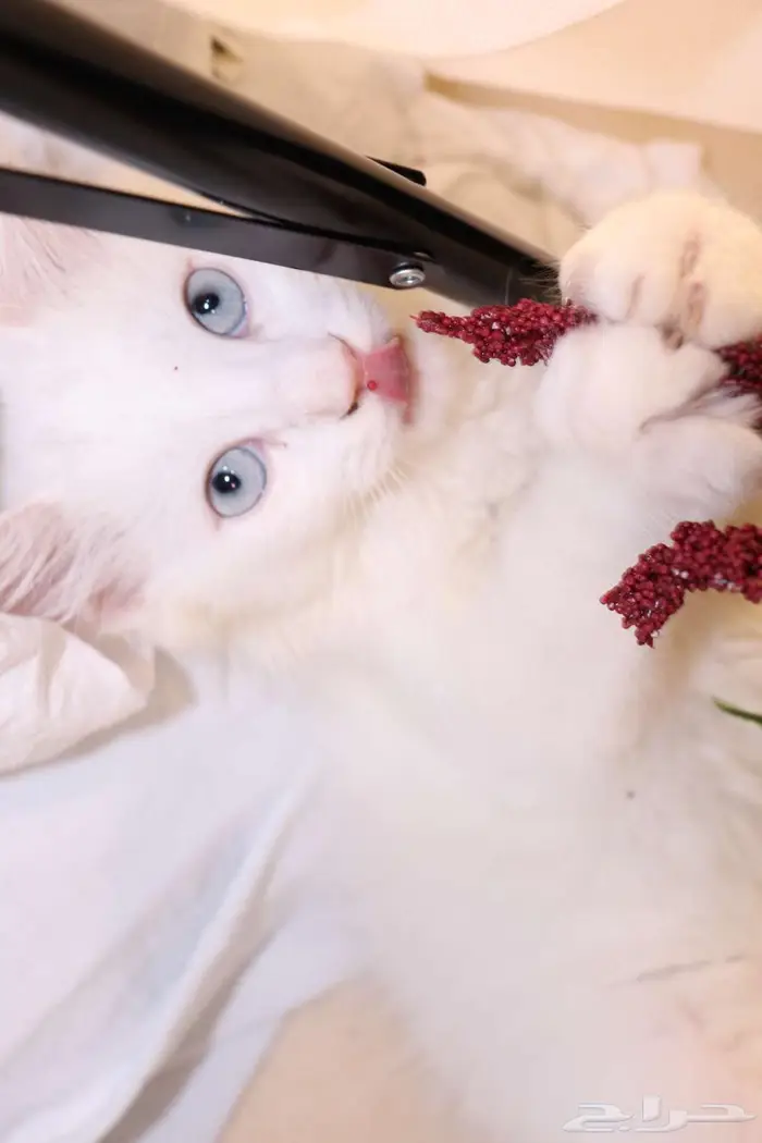كيتن قطط للبيع - kitten 4 sell 19