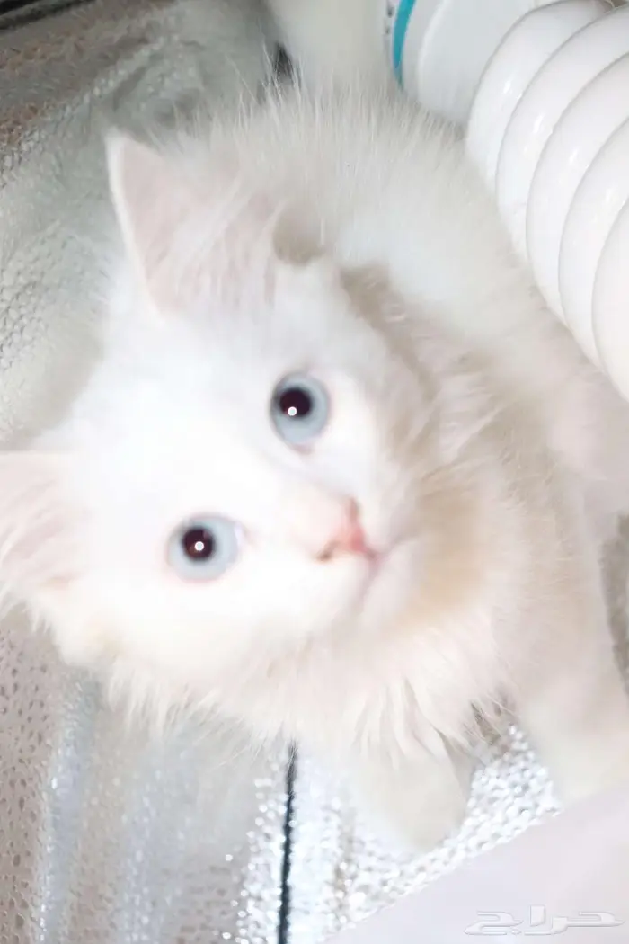 كيتن قطط للبيع - kitten 4 sell 21