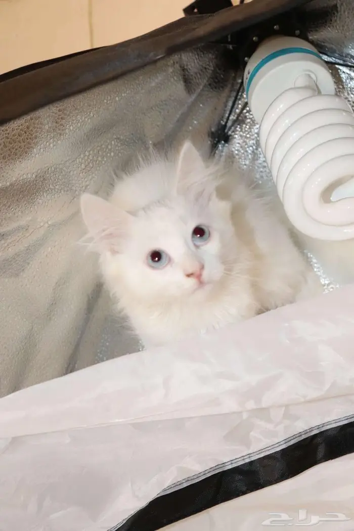 كيتن قطط للبيع - kitten 4 sell 24