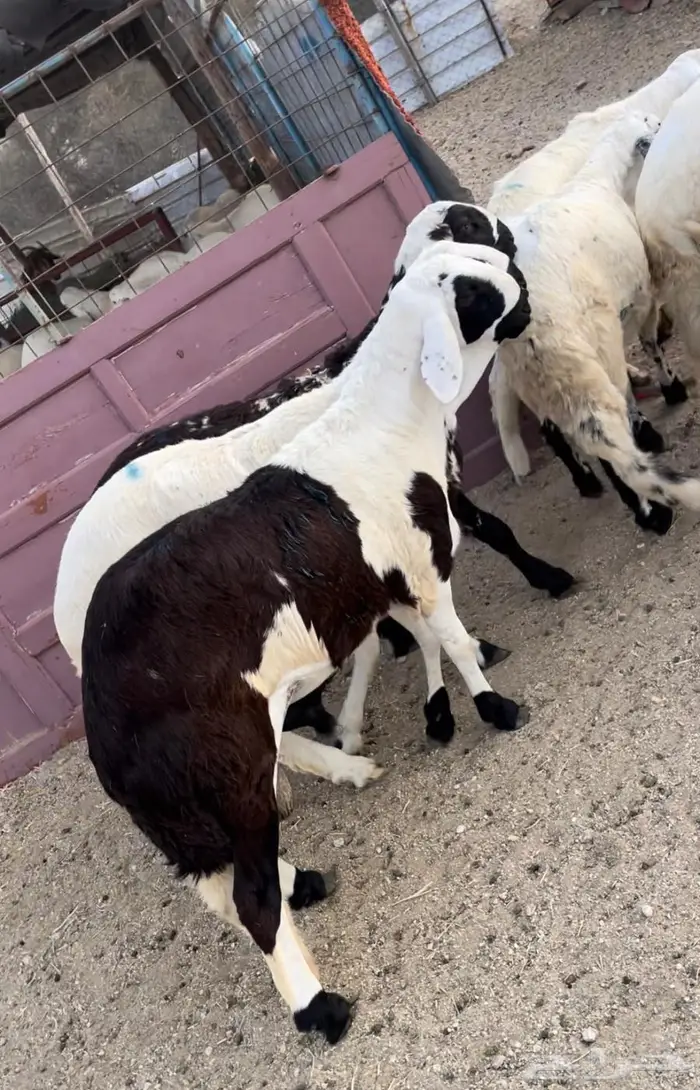 ذبايح طليان حري سواكن مع الذبح والتوصيل 5