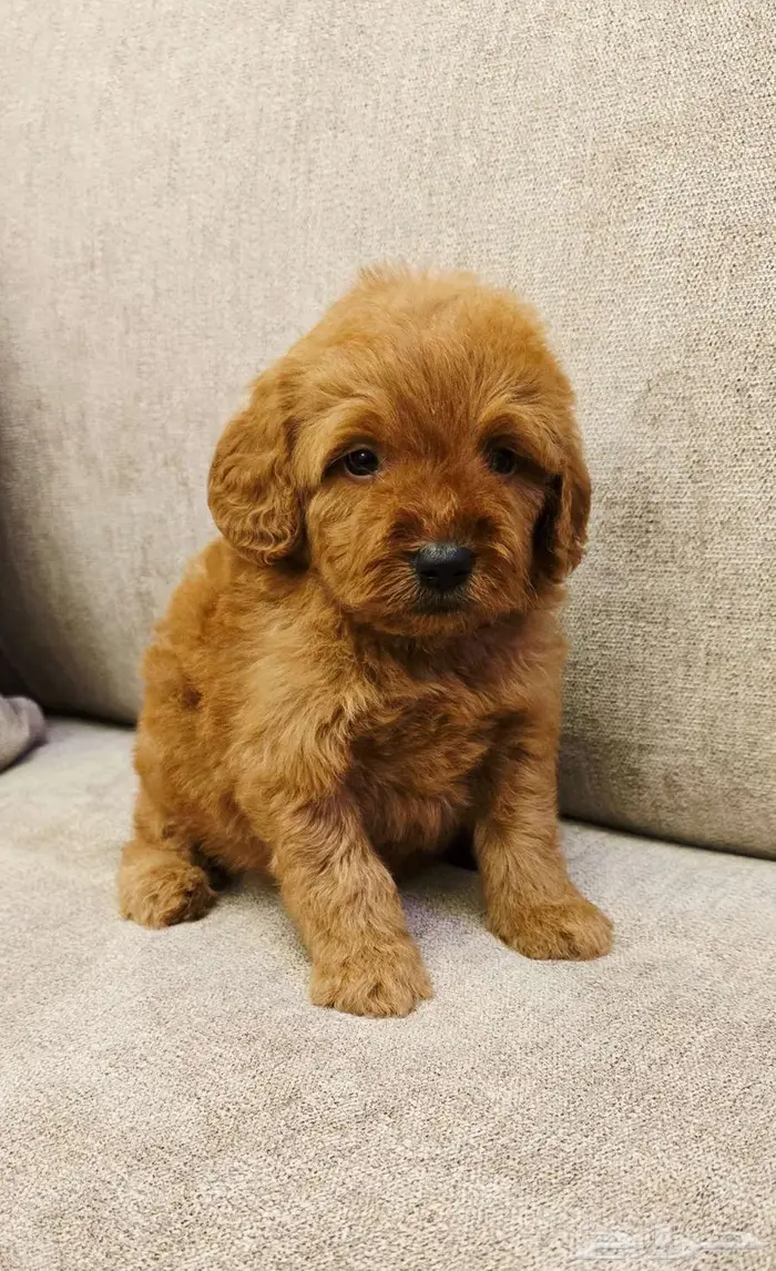 ميني توي بودل وبومرينيم 7