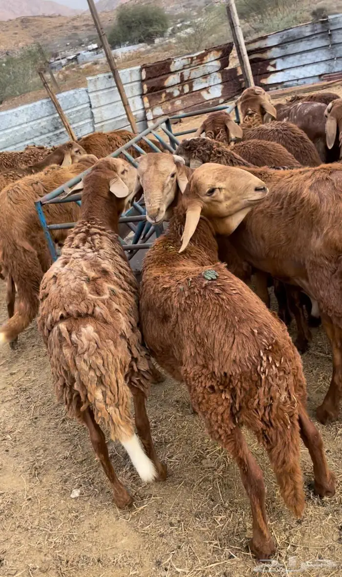 ذبايح طليان حري سواكن مع الذبح والتوصيل 15