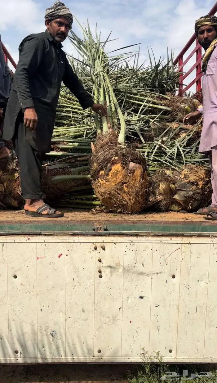 النخل للبيع 5