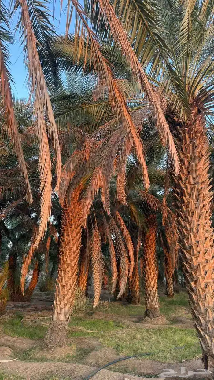 متوفر نخل صقعي طيب جدا  ونضيف على الشرط 3