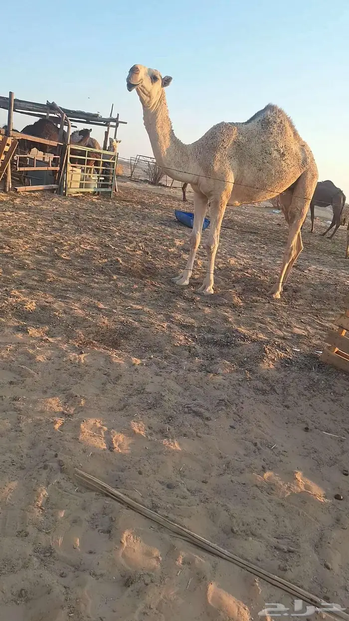 لقحة وبكار. 2