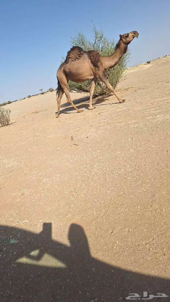 لقحة وبكار. 0