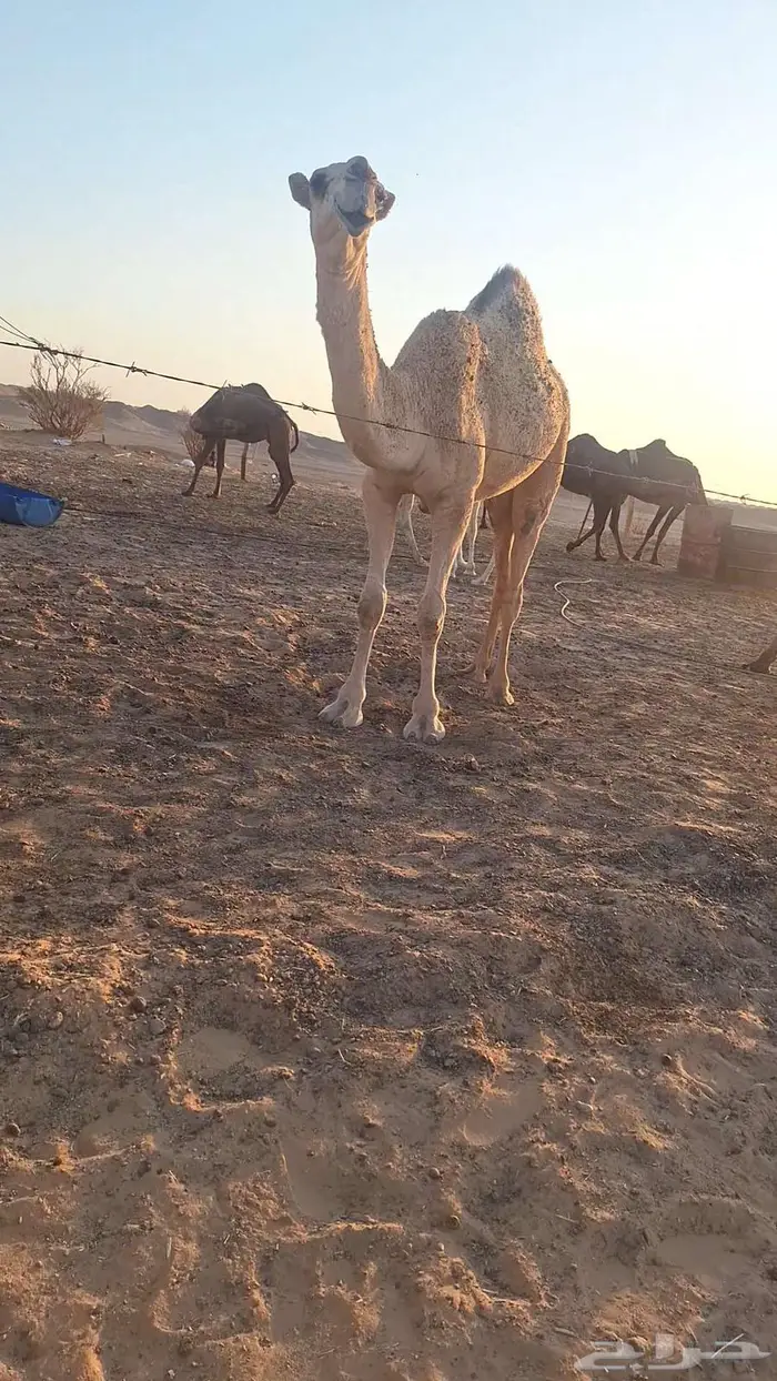 لقحة وبكار. 4