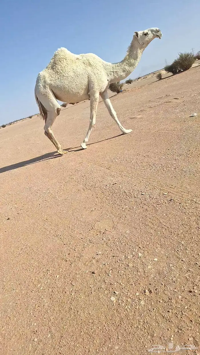 لقحة وبكار. 5