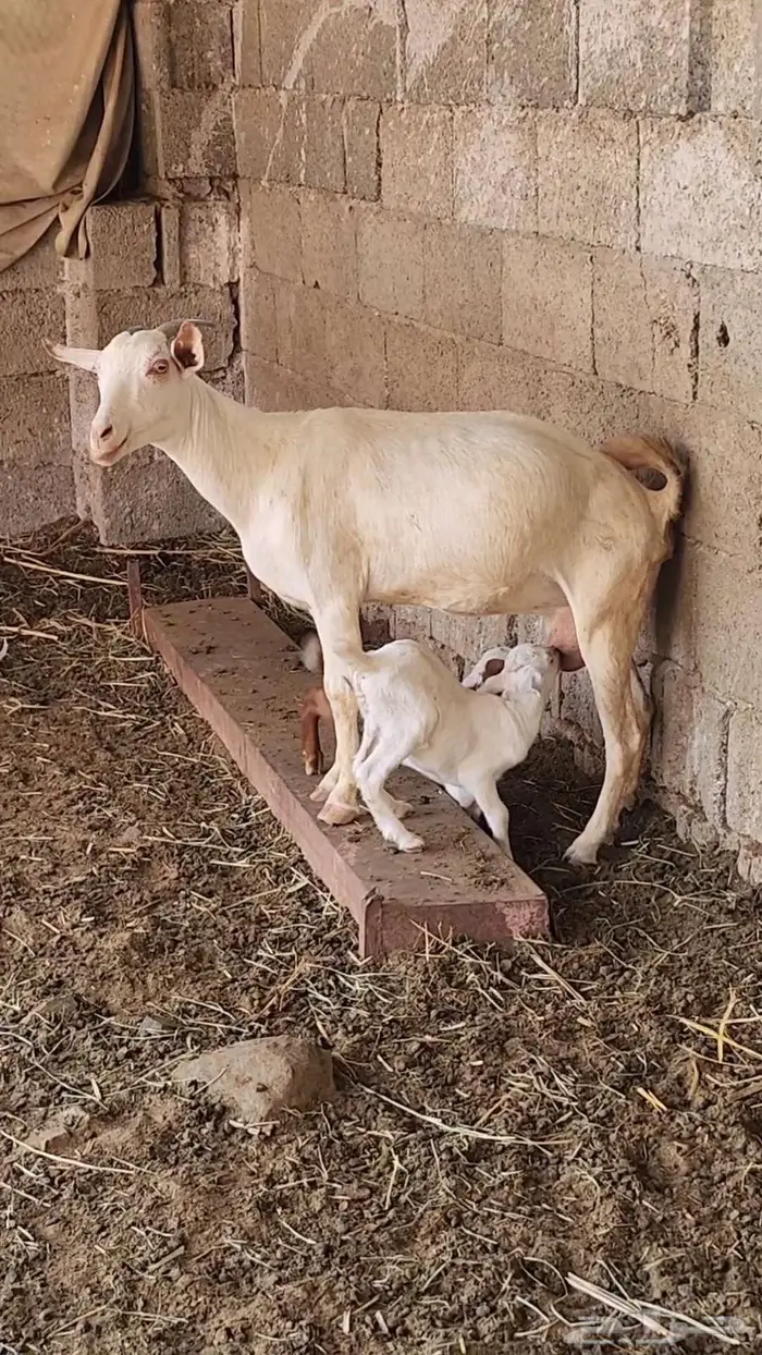 عنز معها اثنين 0