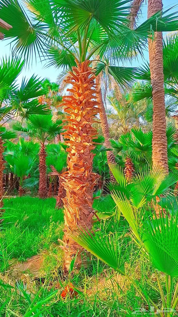من المزرعه مباشرة 4