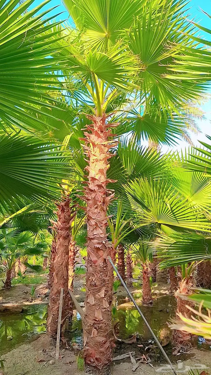 من المزرعه مباشرة 6