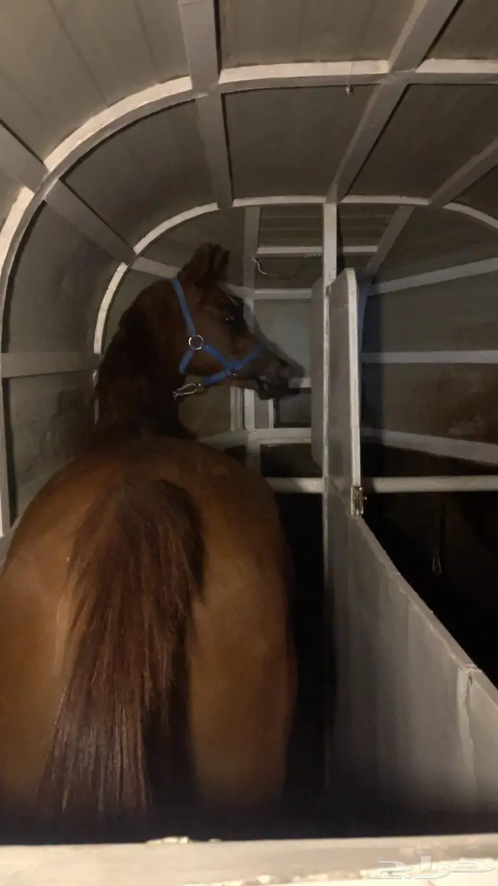 عربه راسين محليه جاهزه للنقل 2