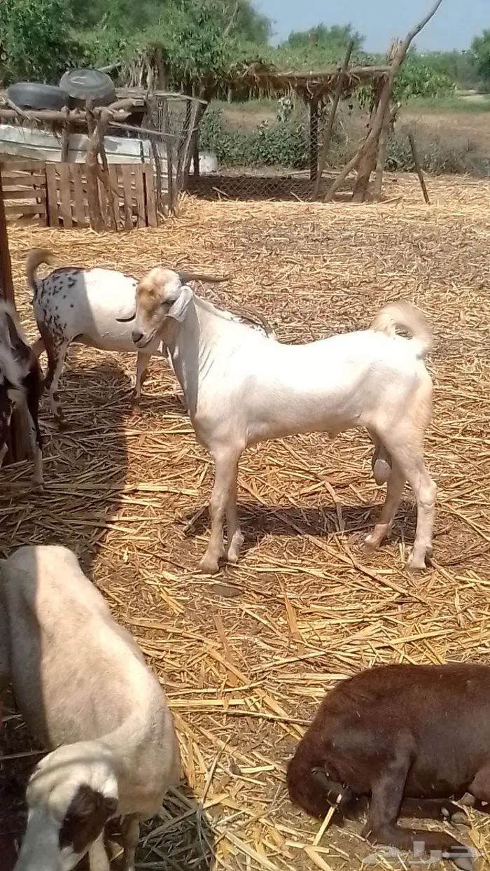 تيس فحل بيشي جدع 0