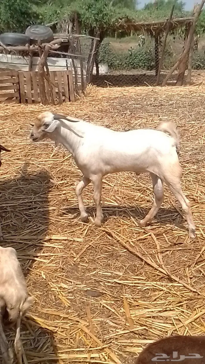 تيس فحل بيشي جدع 2