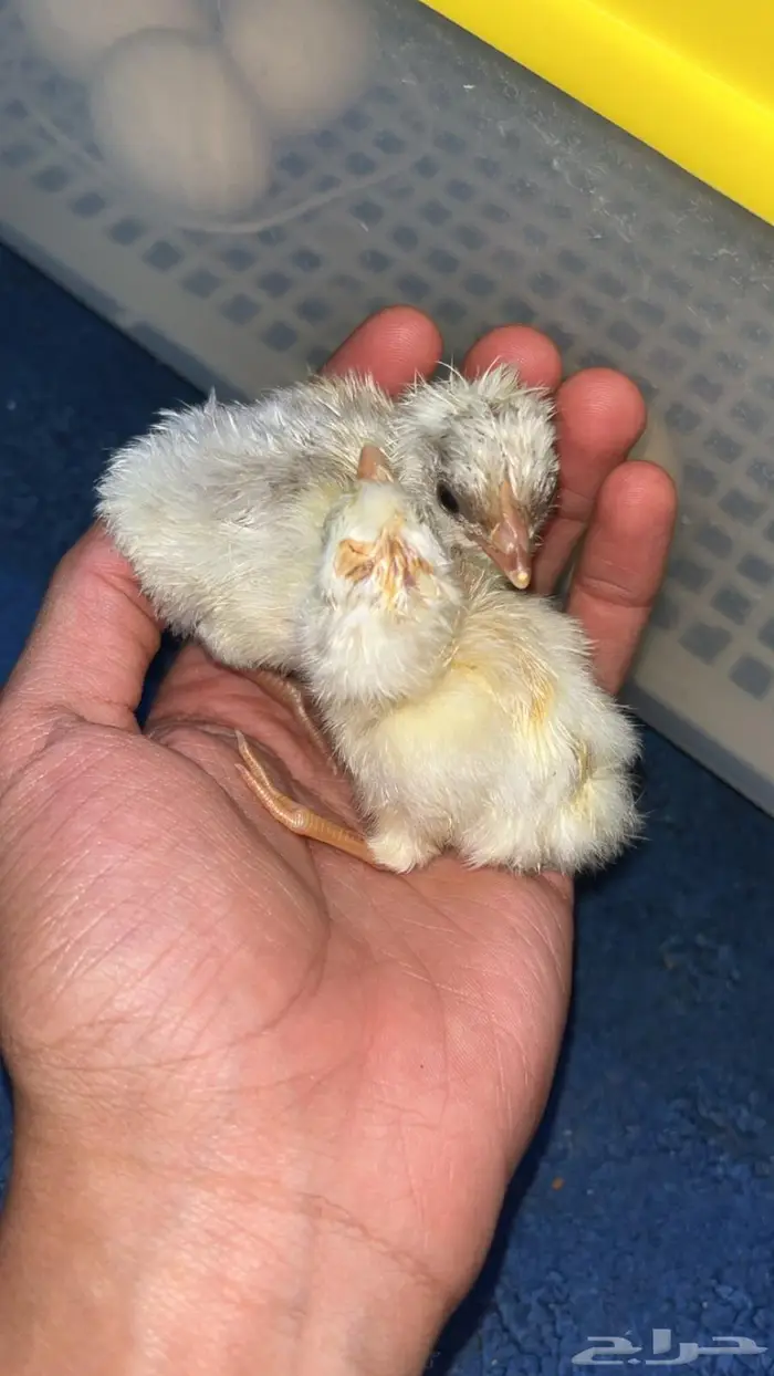 صوص بلدي للتبني 1