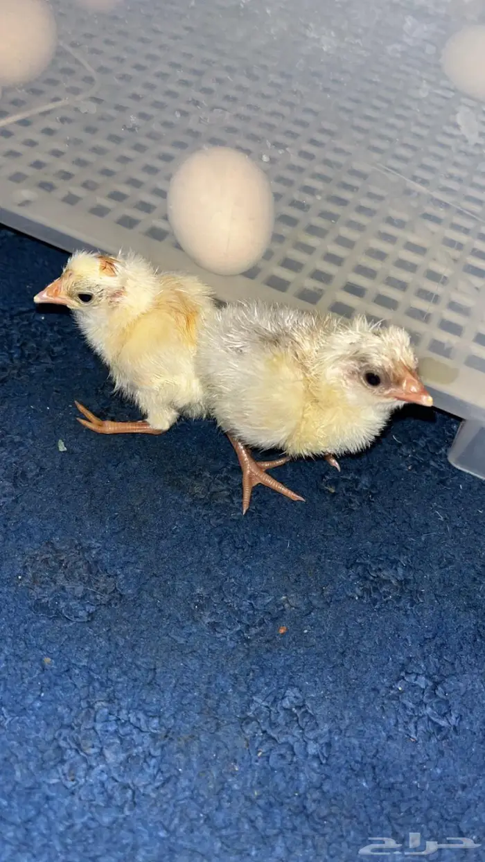 صوص بلدي للتبني 0