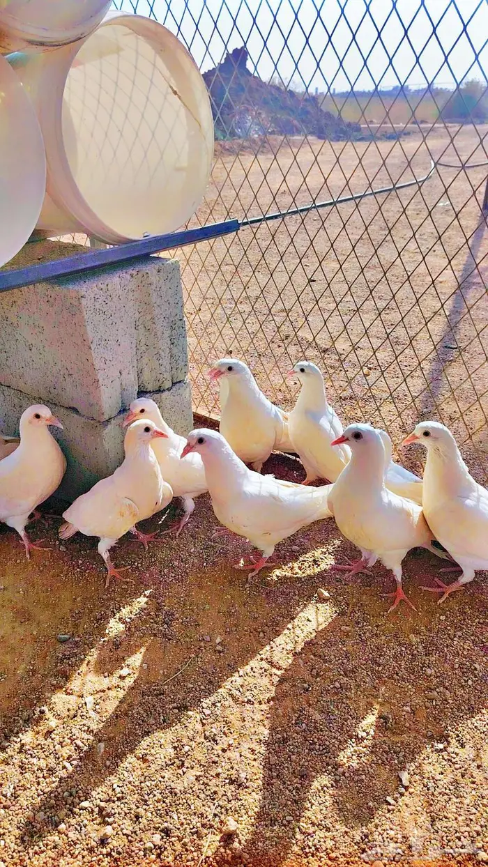 زغاليل فرنسي القاعد 0