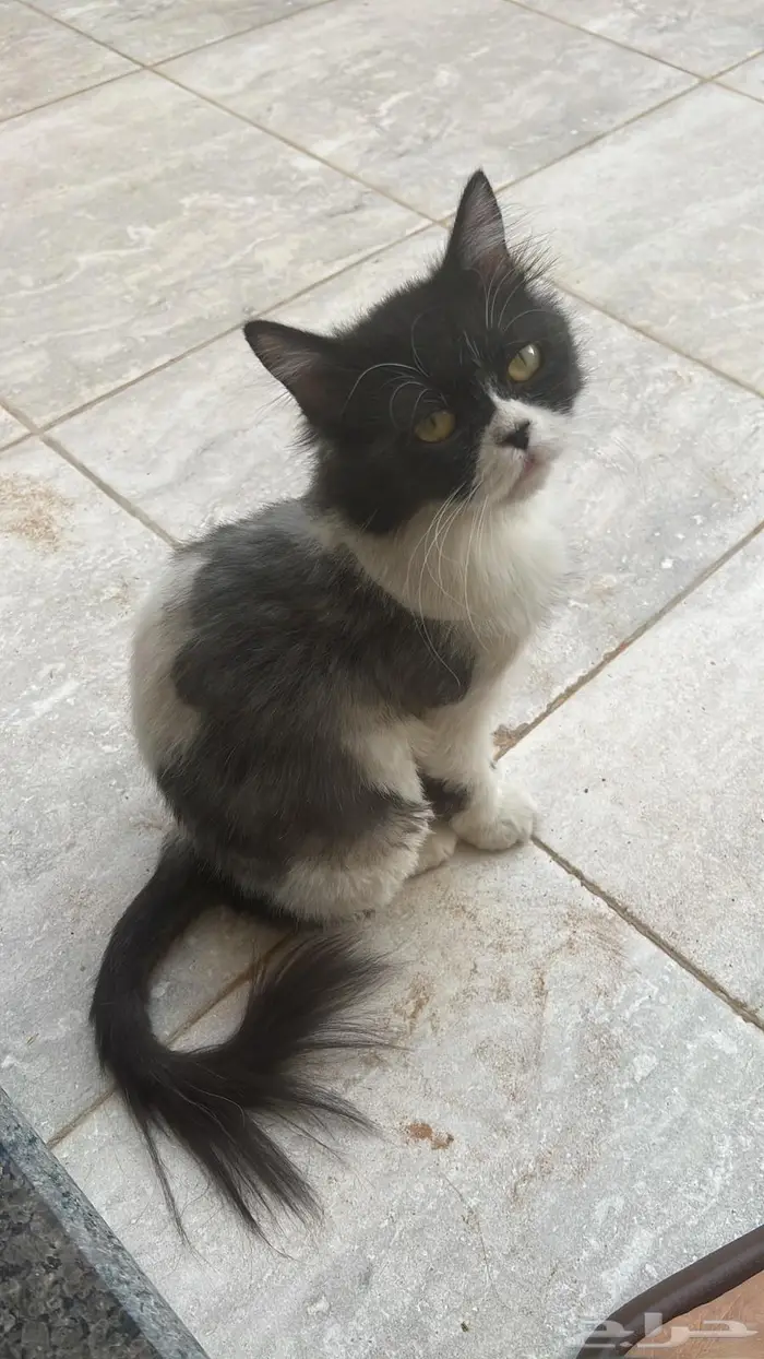 الخرج 0