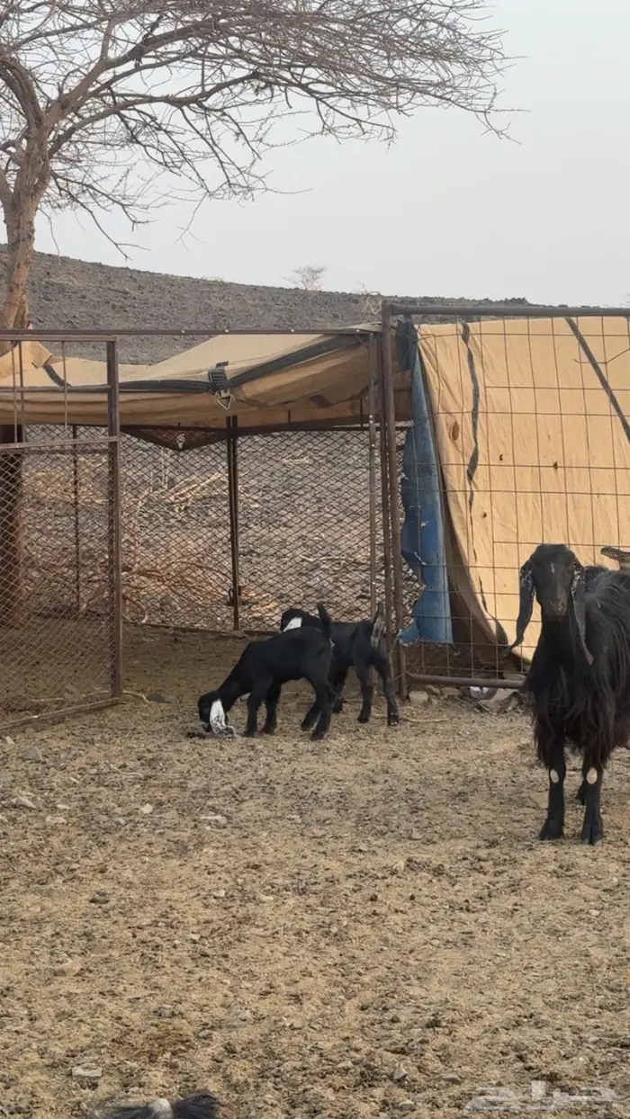 معزاى 1
