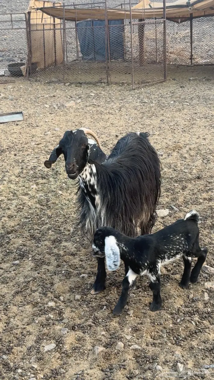 معزاى 3