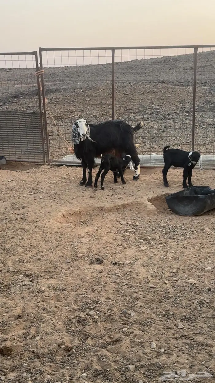 معزاى 0