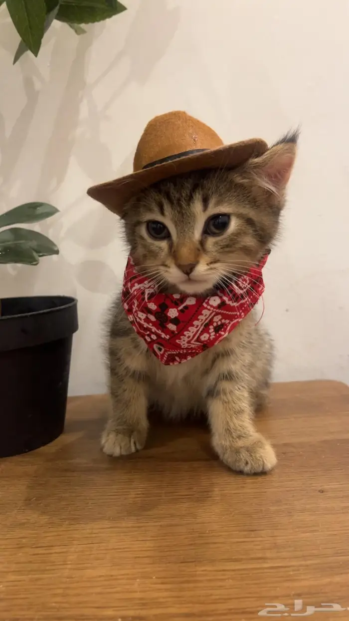 البيع ذكر سكوتش تايقر استريت 6